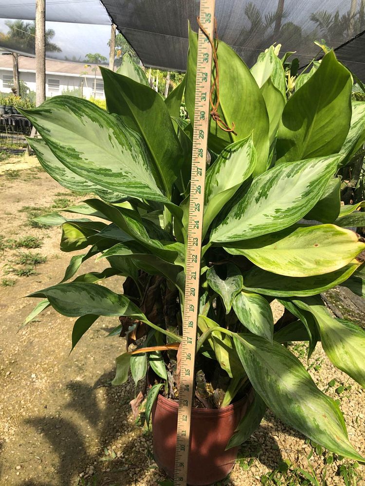 aglaonema