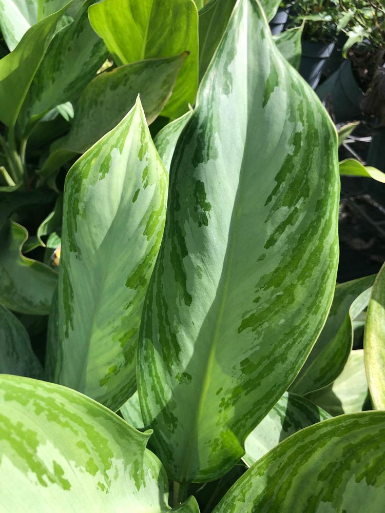 aglaonema