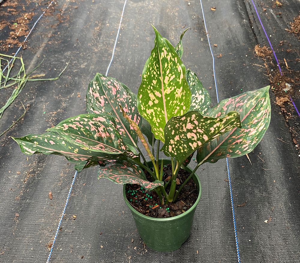 aglaonema