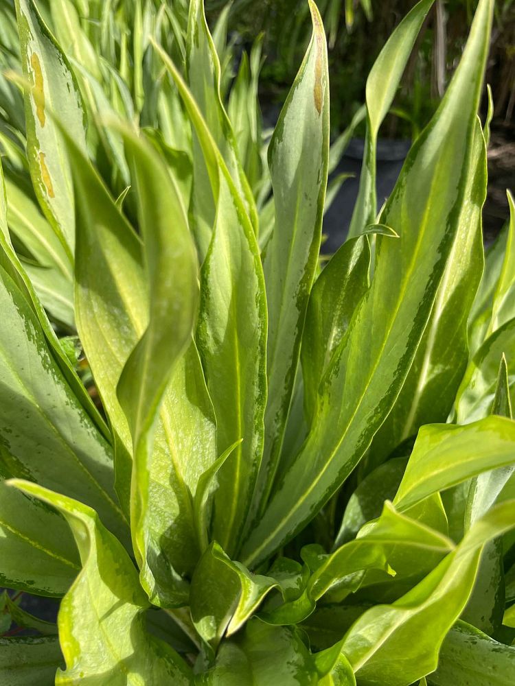 aglaonema