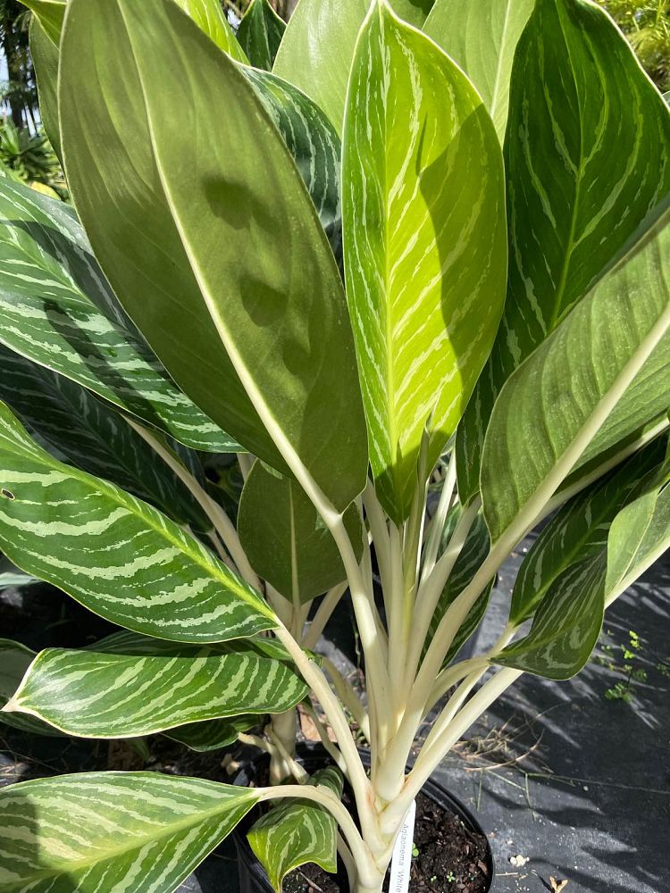 aglaonema