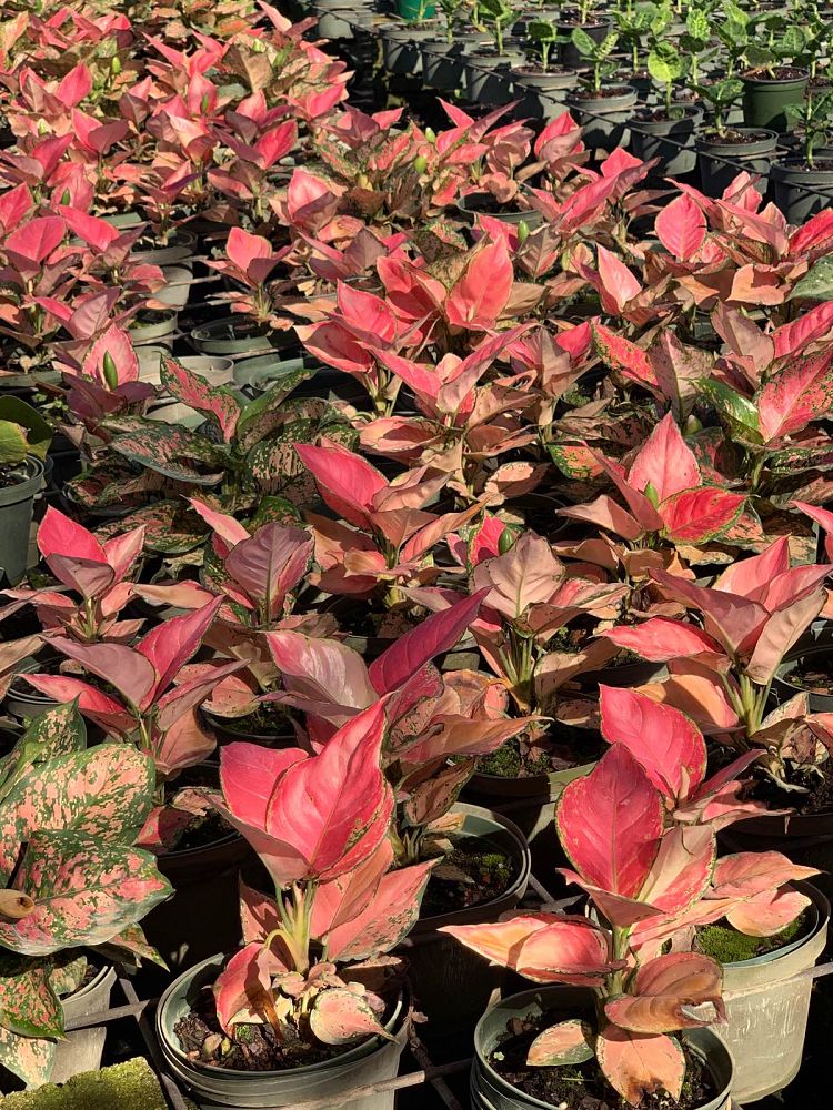 aglaonema