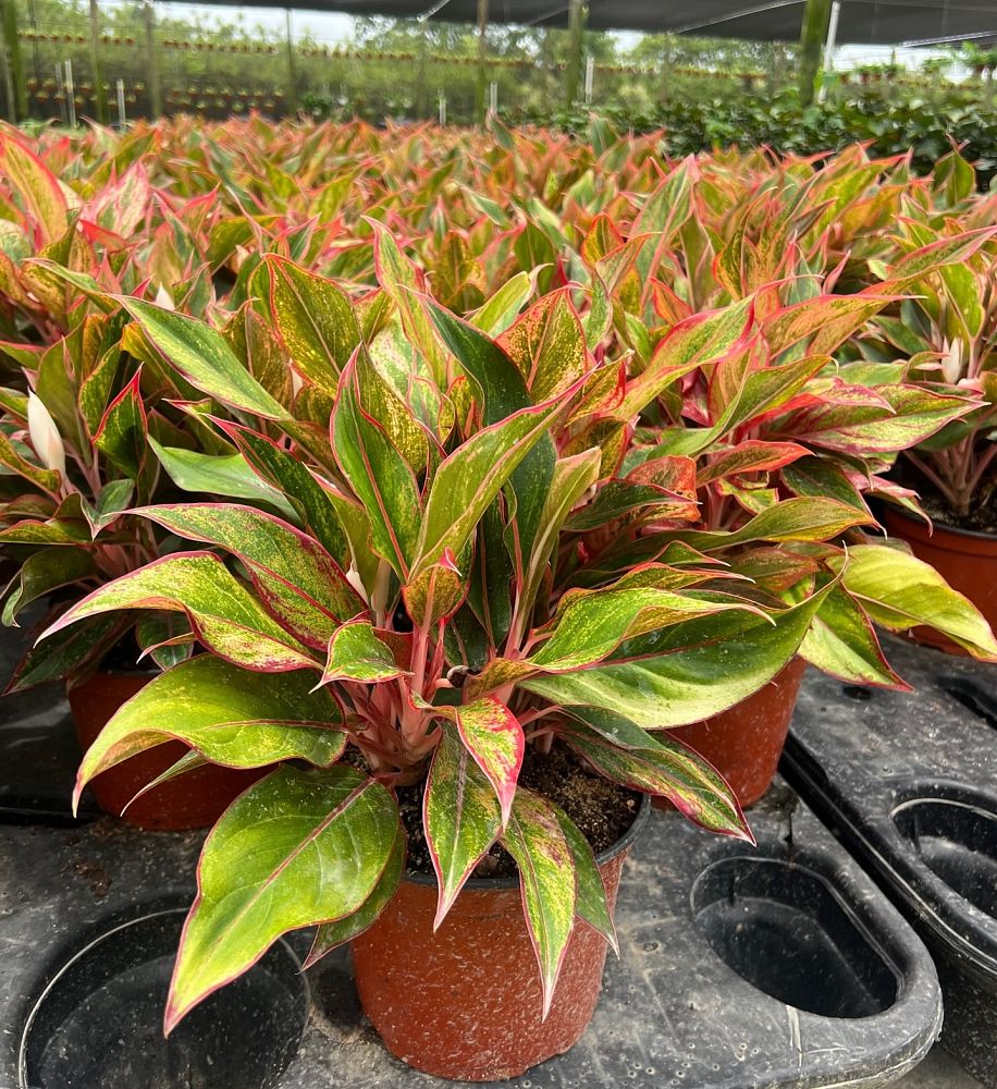 aglaonema
