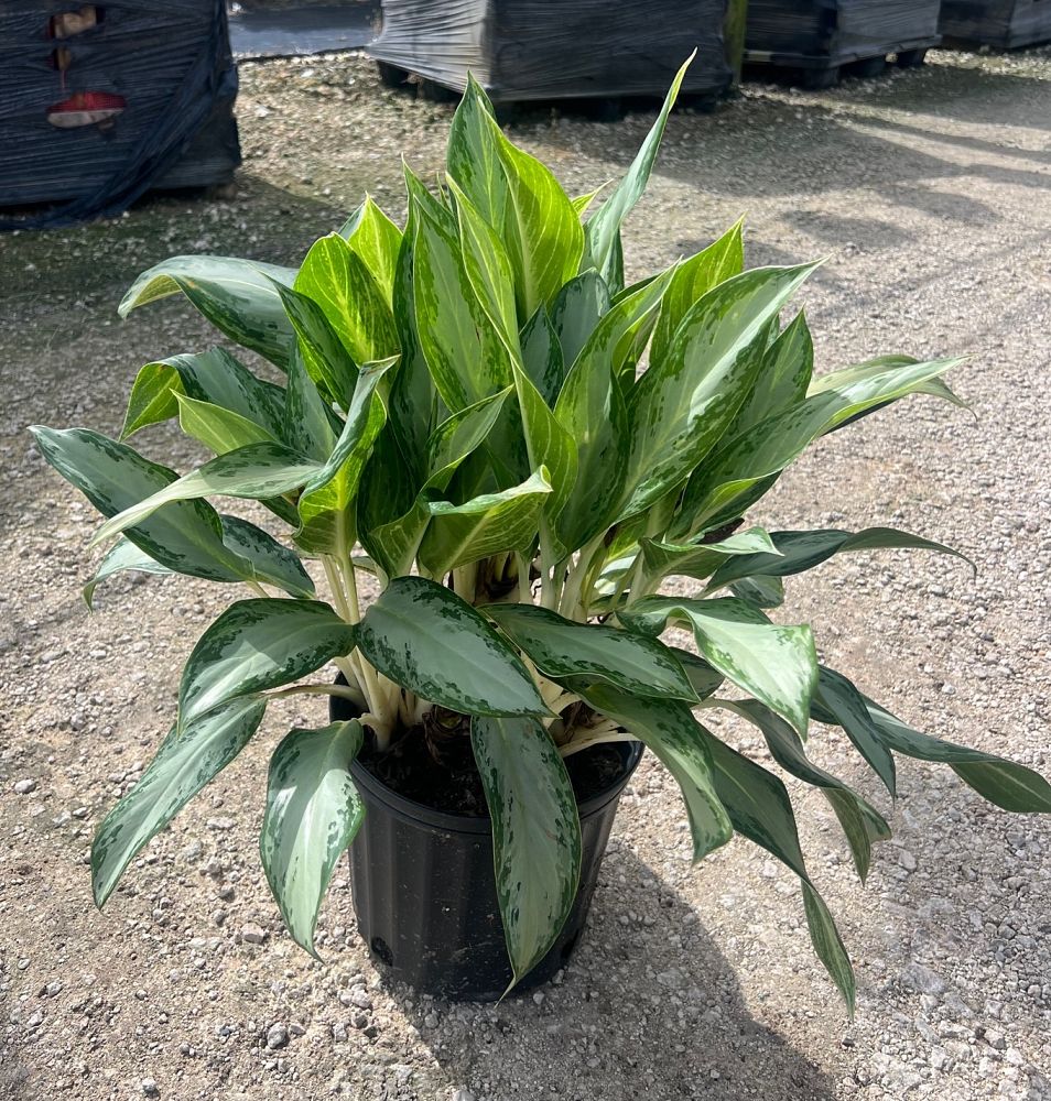 aglaonema