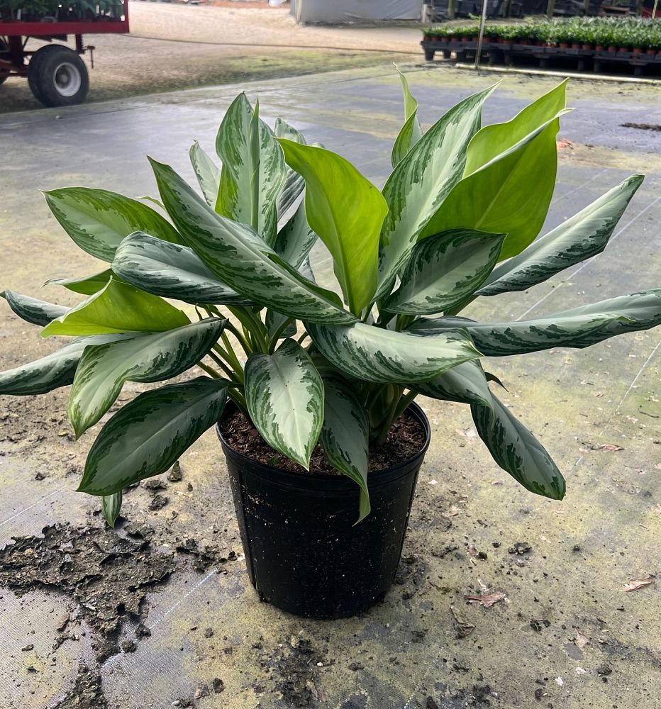 aglaonema