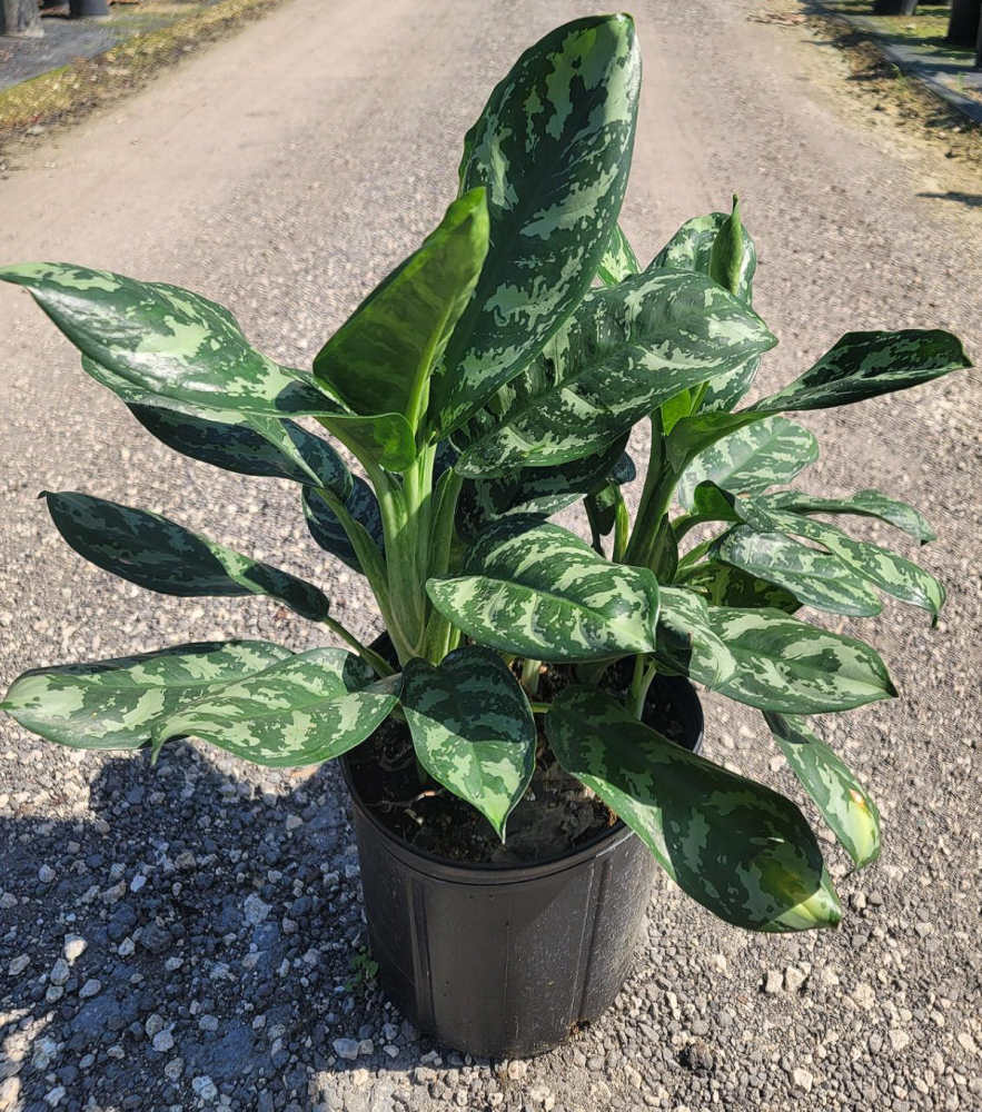 aglaonema