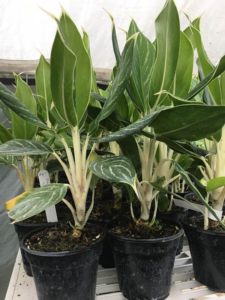 aglaonema-snow-white