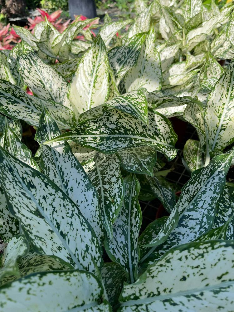 aglaonema-snow-white