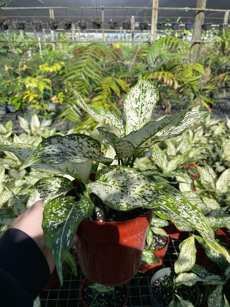 aglaonema-snow-white