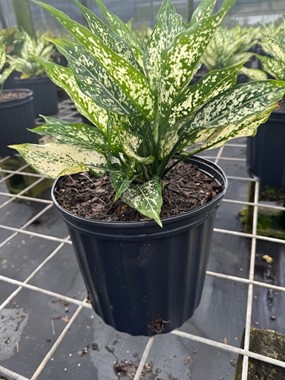 aglaonema-snow-white