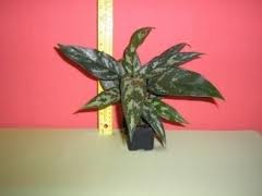 aglaonema-sp