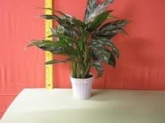 aglaonema-sp