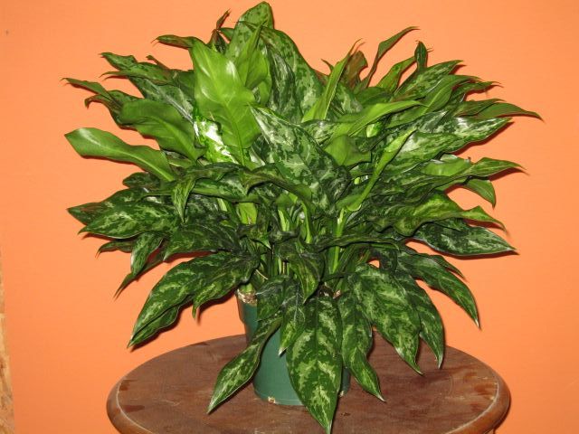 aglaonema-sp
