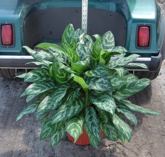 aglaonema-sp