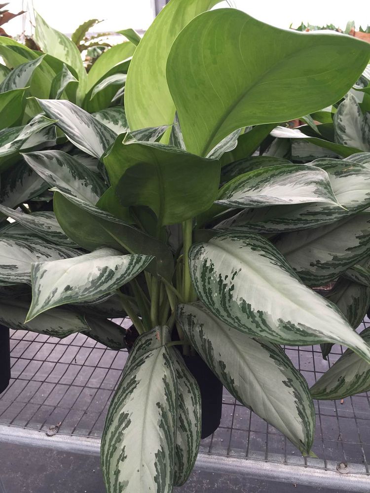 aglaonema-sp