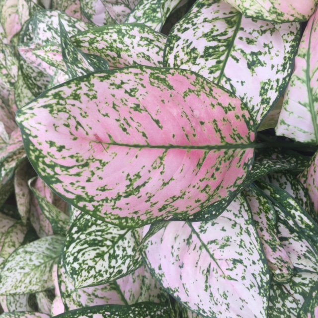 aglaonema-sp