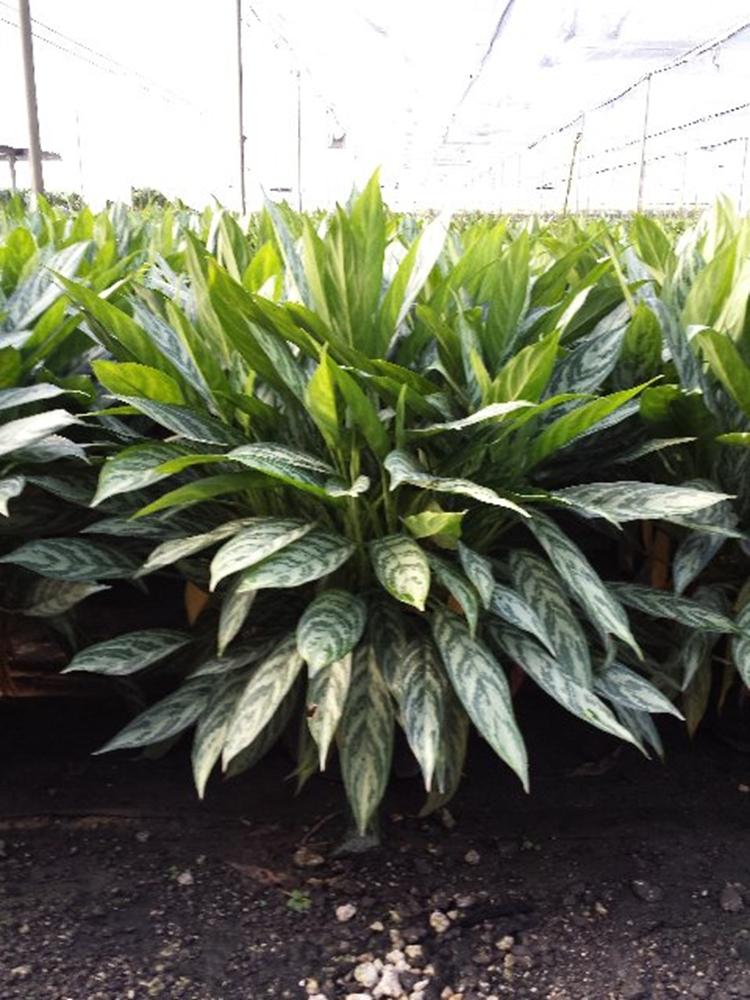 aglaonema-sp