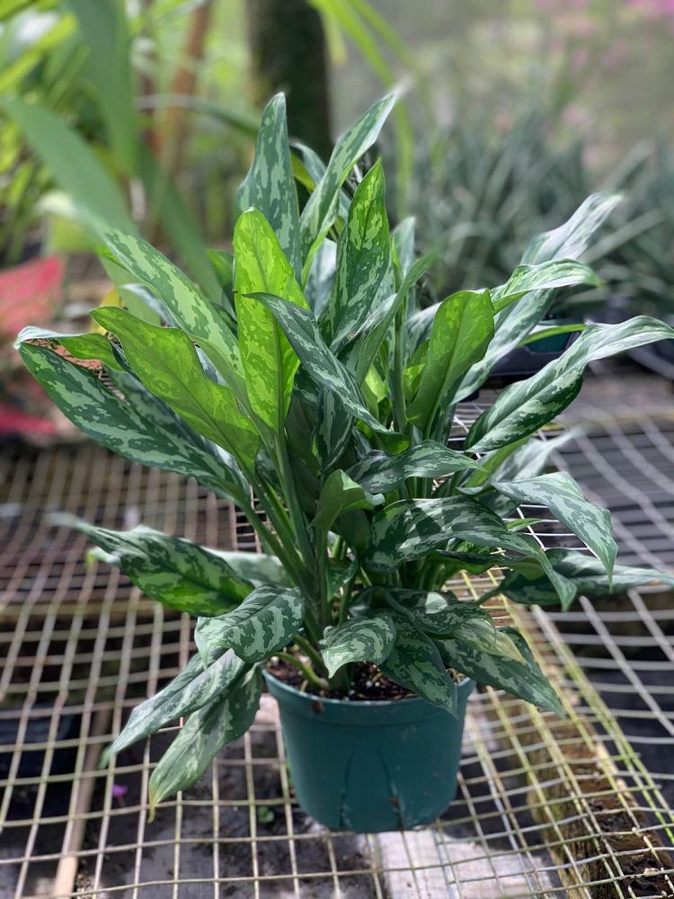 aglaonema-sp