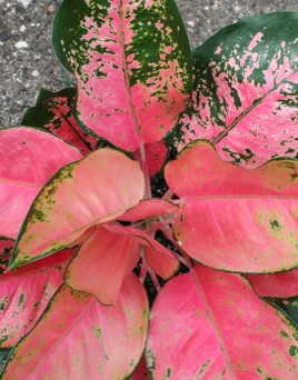 aglaonema-sp