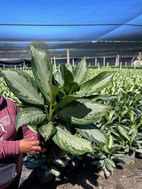 aglaonema-sp