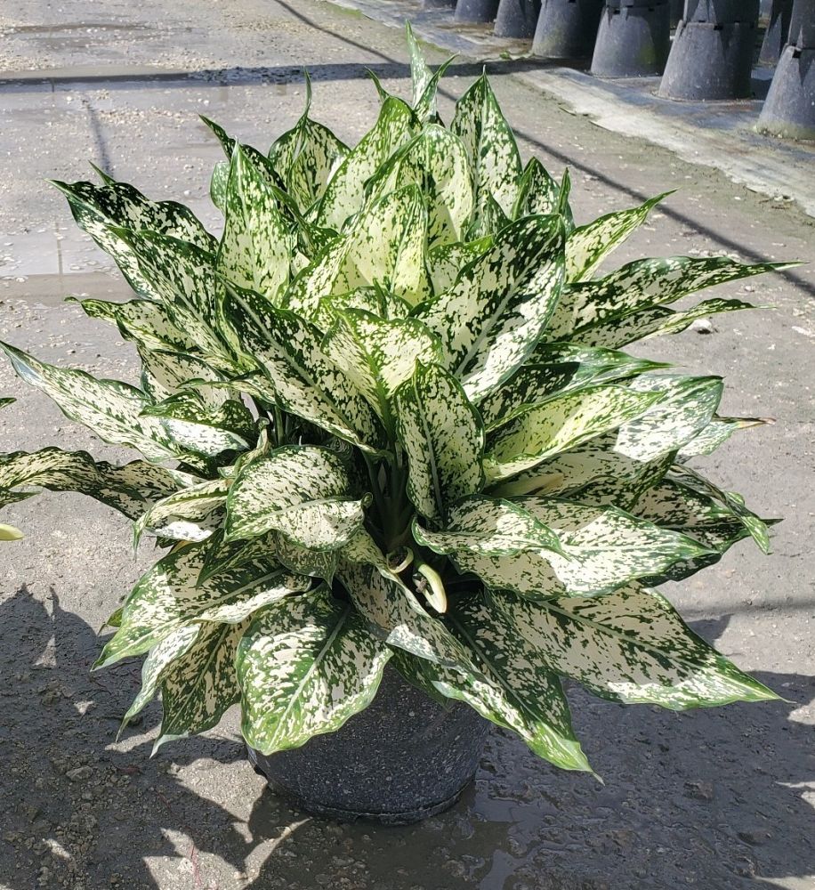 aglaonema-spring-snow-colored