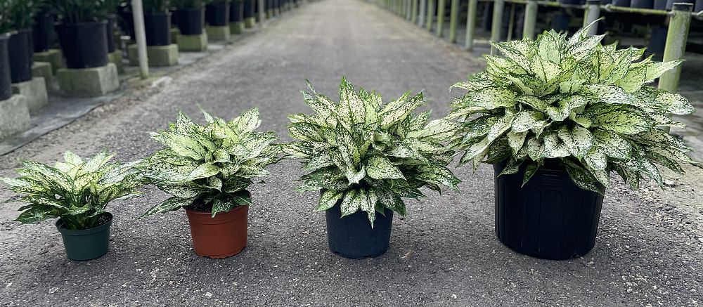 aglaonema-spring-snow-colored