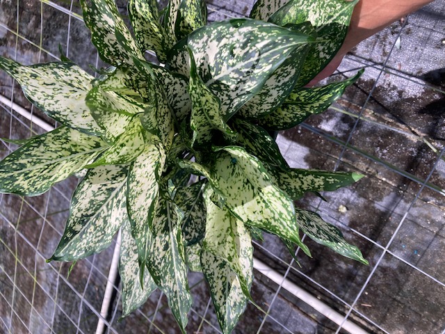 aglaonema-spring-snow-colored