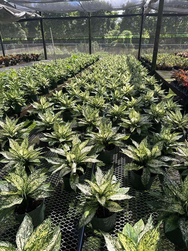 aglaonema-spring-snow-colored