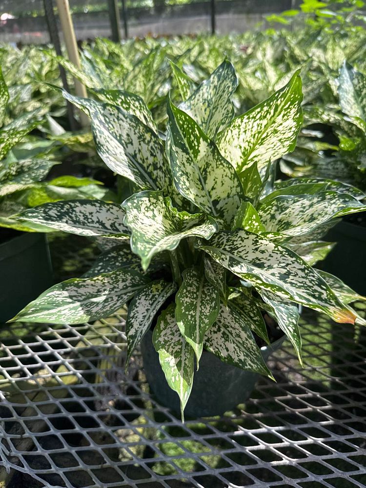 aglaonema-spring-snow-colored