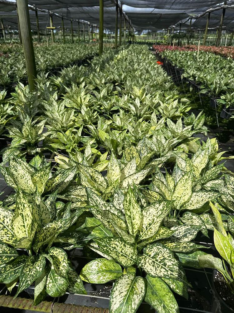 aglaonema-spring-snow-colored