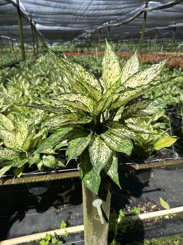 aglaonema-spring-snow-colored