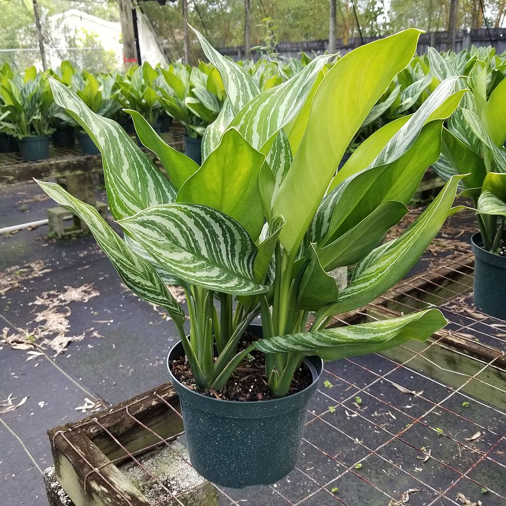 Consolidated Foliage plantANT com