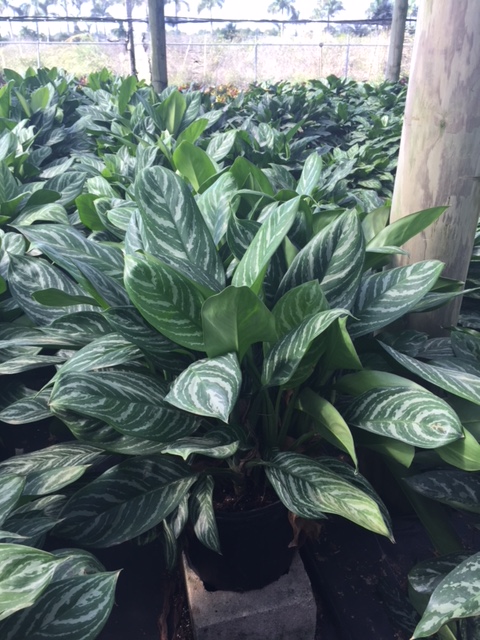 aglaonema-stripes