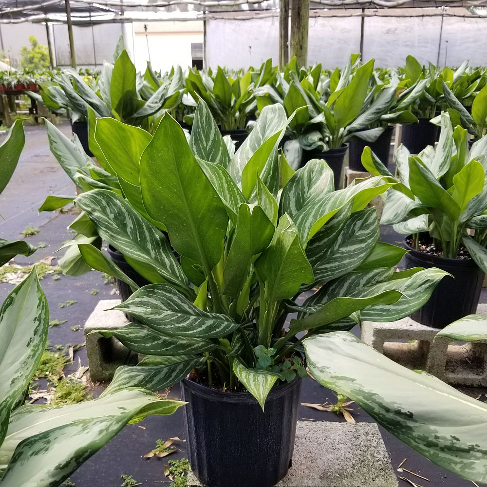 Consolidated Foliage plantANT com Consolidated Foliage plantANT com