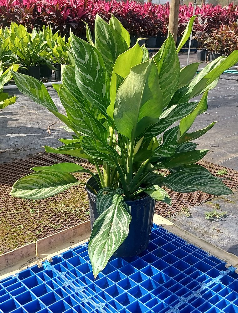 aglaonema-stripes
