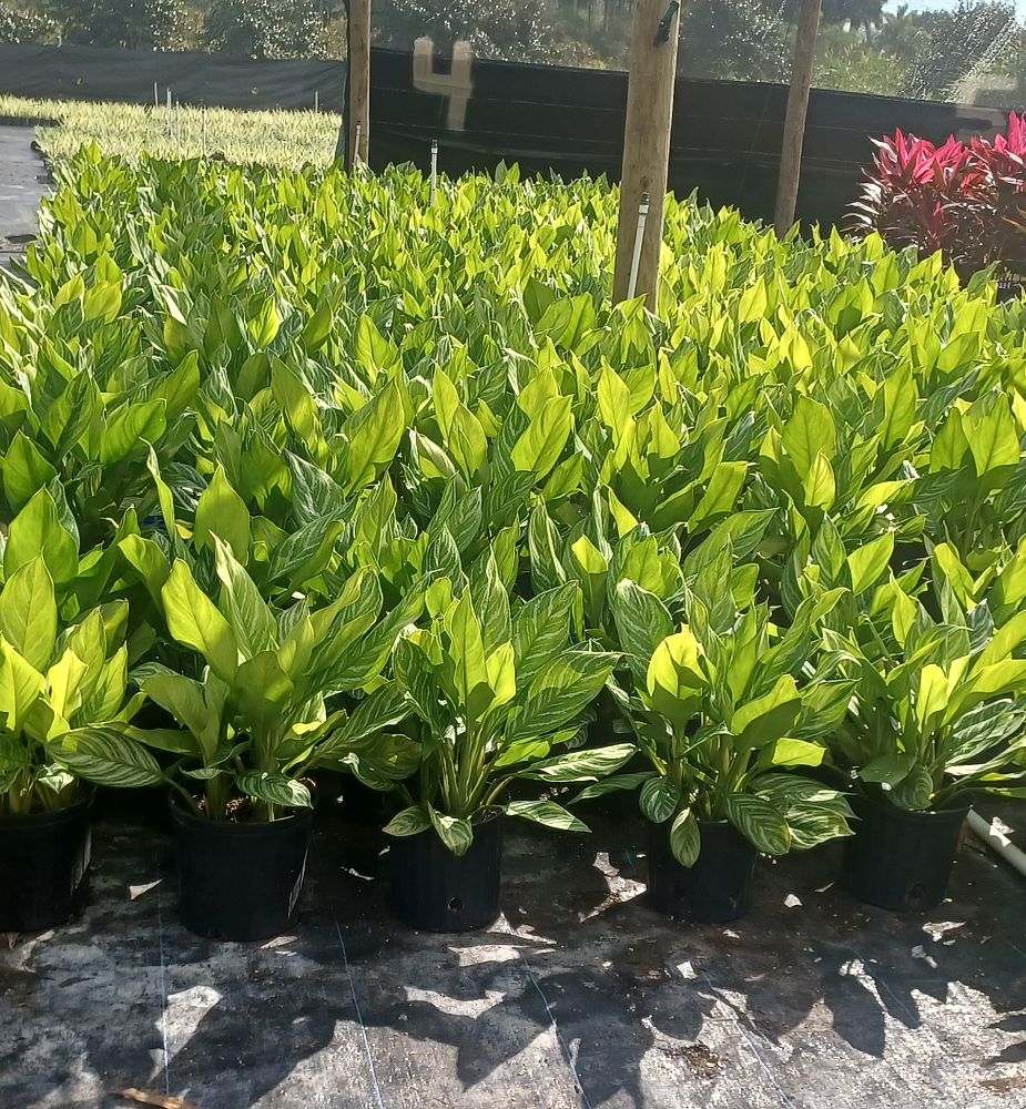 aglaonema-stripes