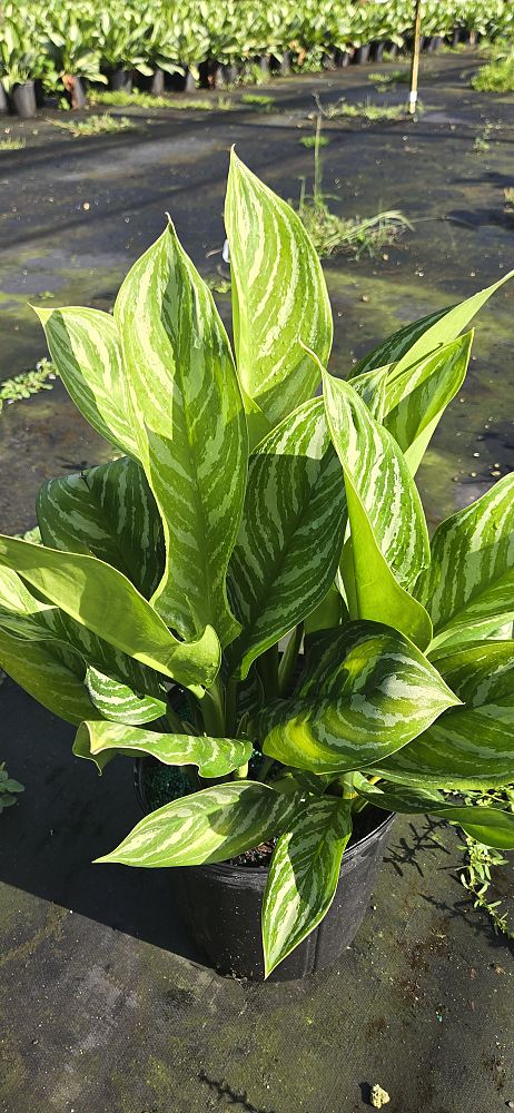aglaonema-stripes