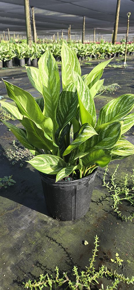 aglaonema-stripes