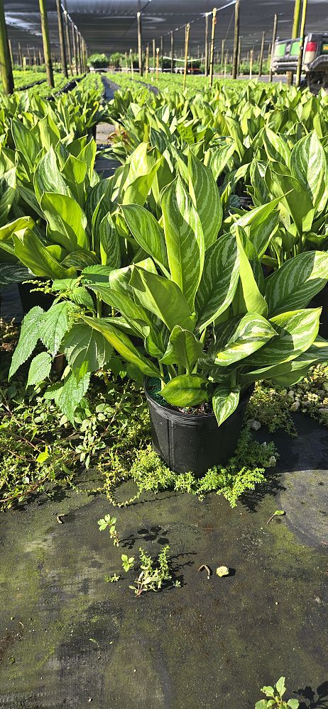 aglaonema-stripes