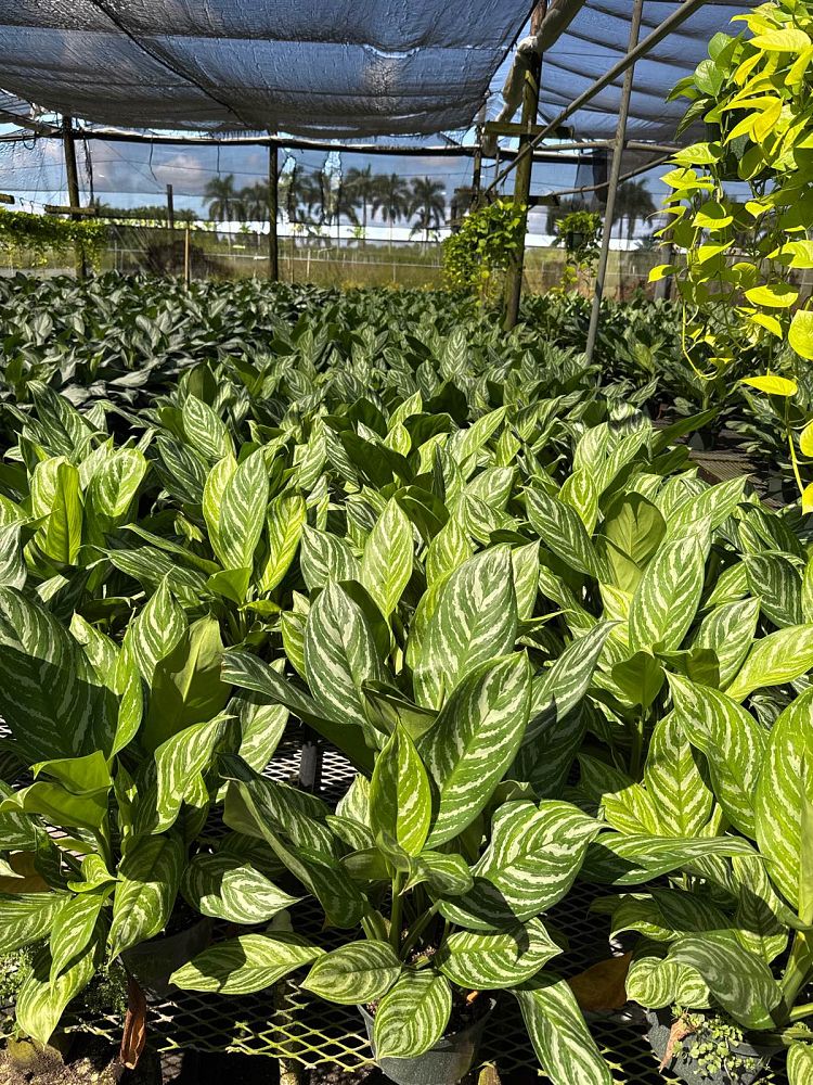 aglaonema-stripes