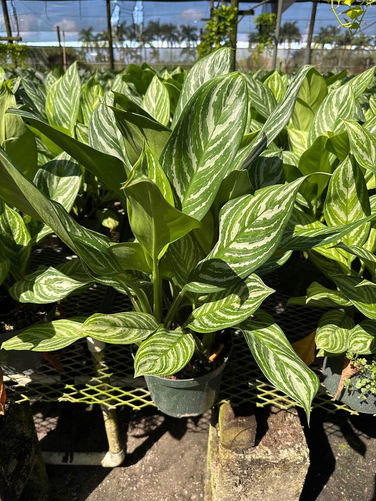 aglaonema-stripes