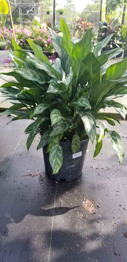 aglaonema-super-maria