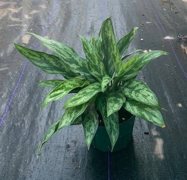 aglaonema-super-maria