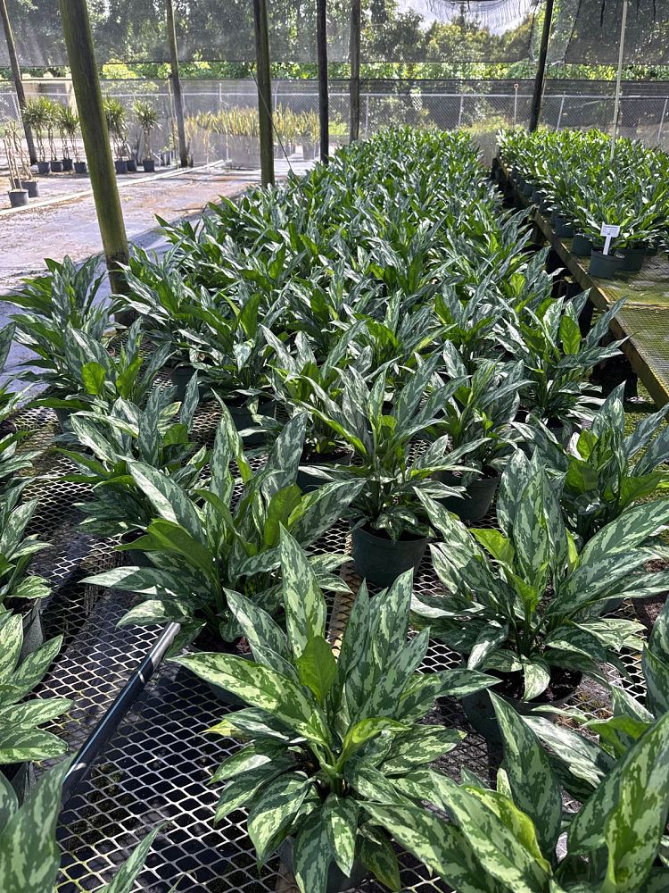 aglaonema-super-maria