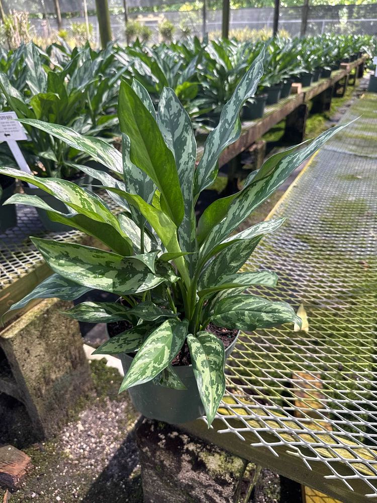 aglaonema-super-maria