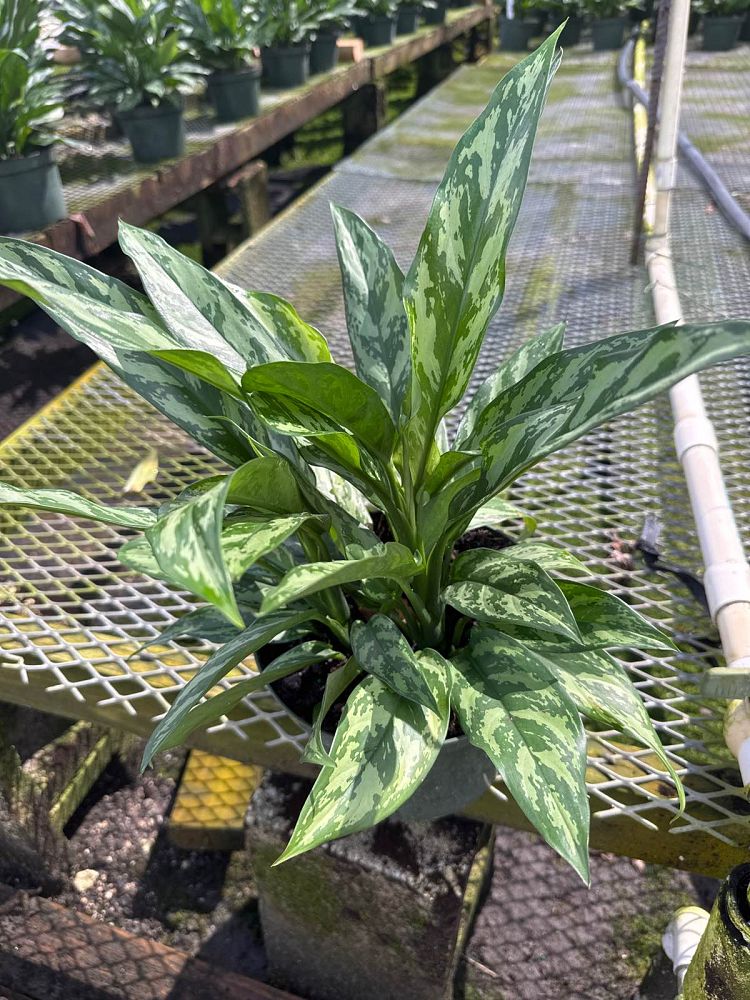 aglaonema-super-maria
