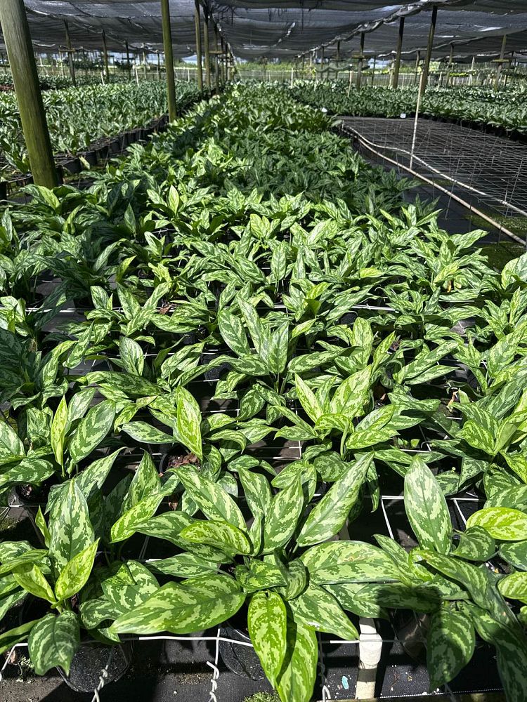 aglaonema-super-maria