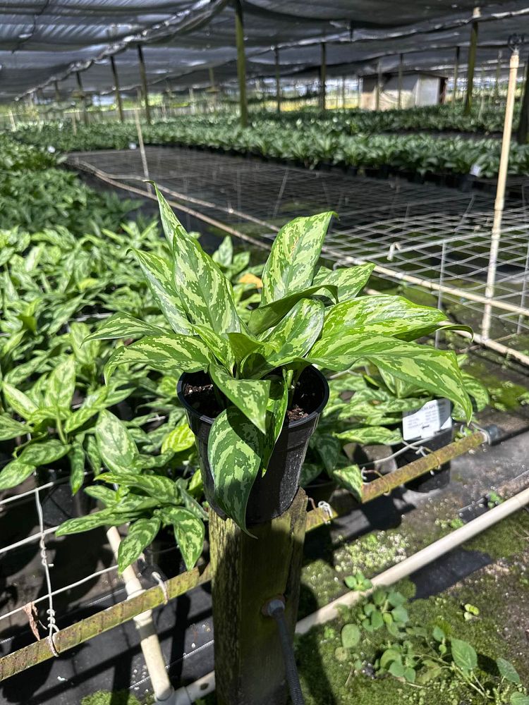 aglaonema-super-maria