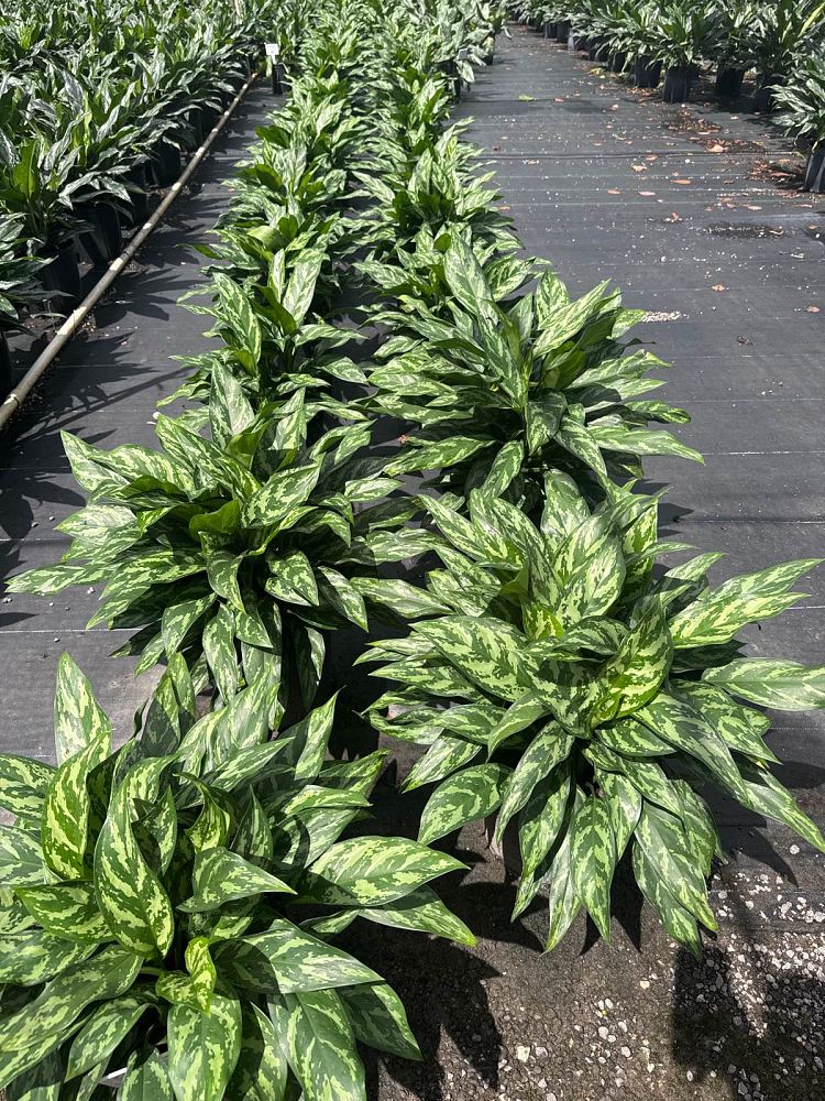 aglaonema-super-maria