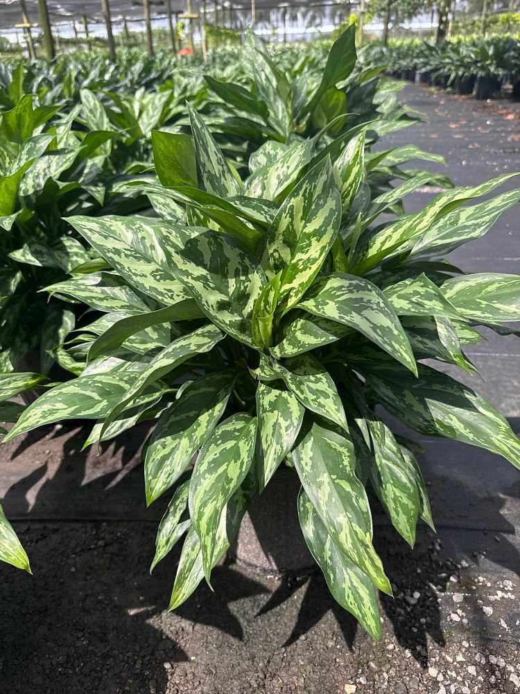 aglaonema-super-maria